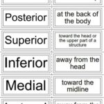 Printable Medical Terminology Flash Cards