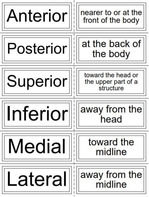 Printable Medical Terminology Flash Cards