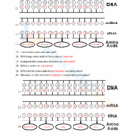 Protein Synthesis Practice Using Codon Charts Worksheets Library