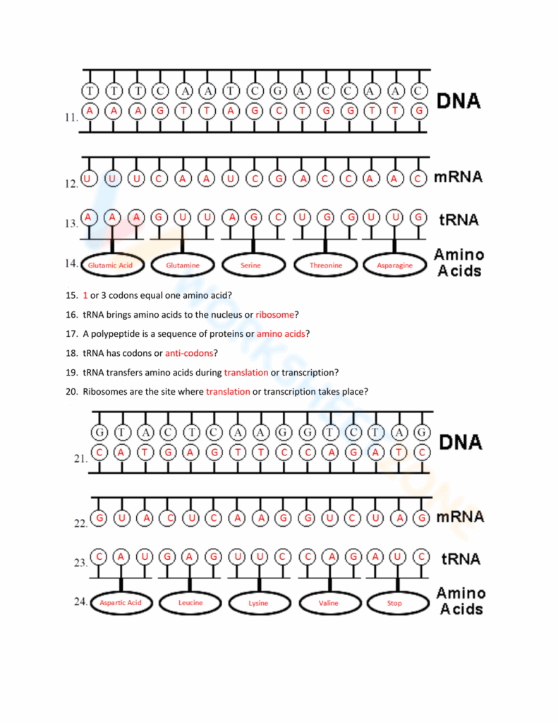 Protein Synthesis Practice Using Codon Charts Worksheets Library