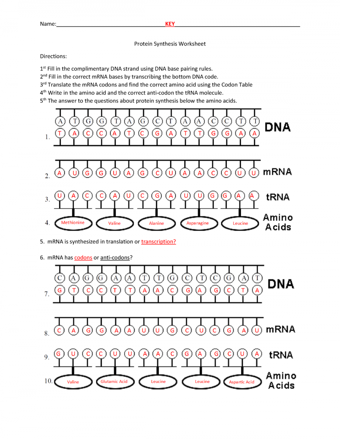 protein synthesis worksheet answer key