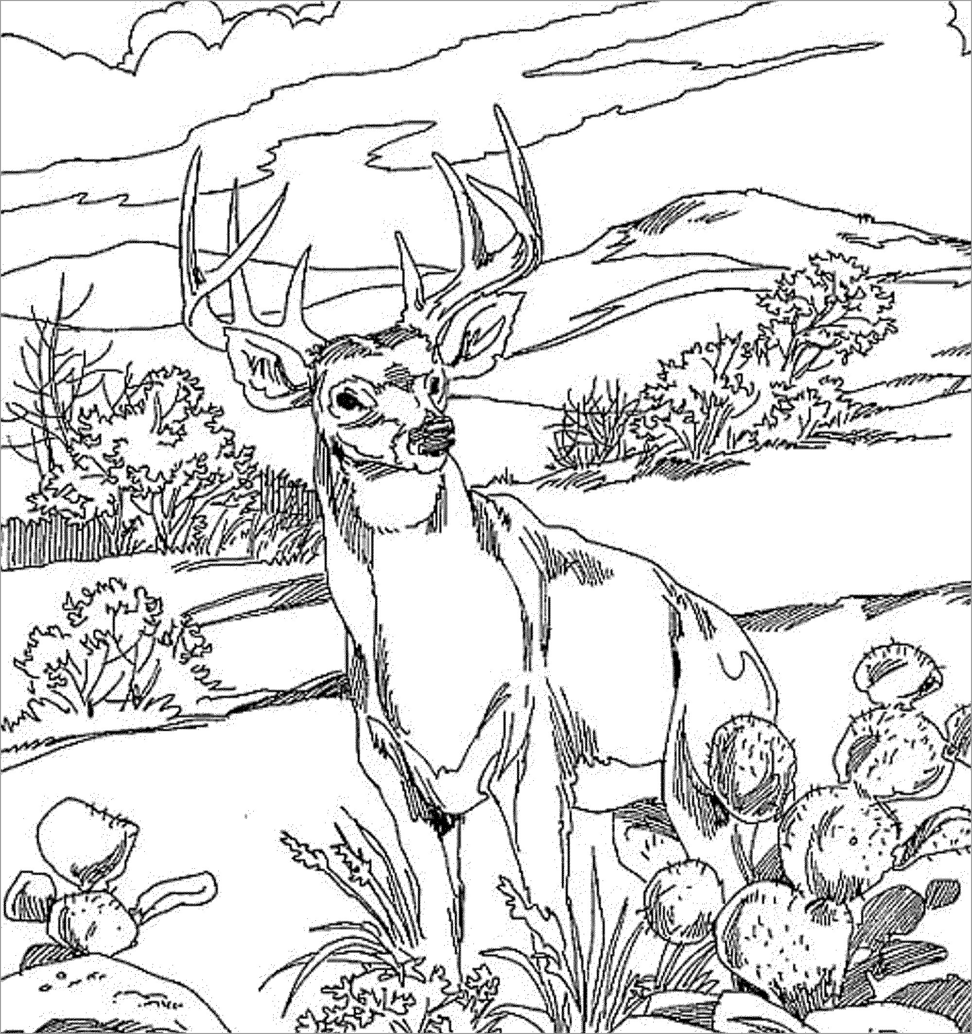 Realistic Deer Coloring Page For Adults ColoringBay
