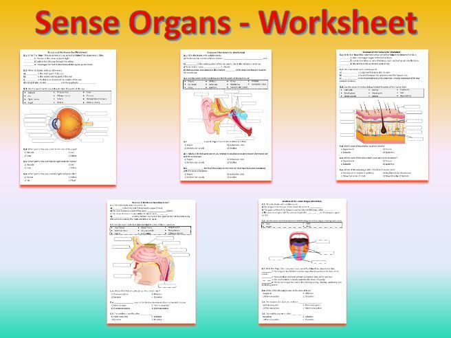 printable pictures of sense organs