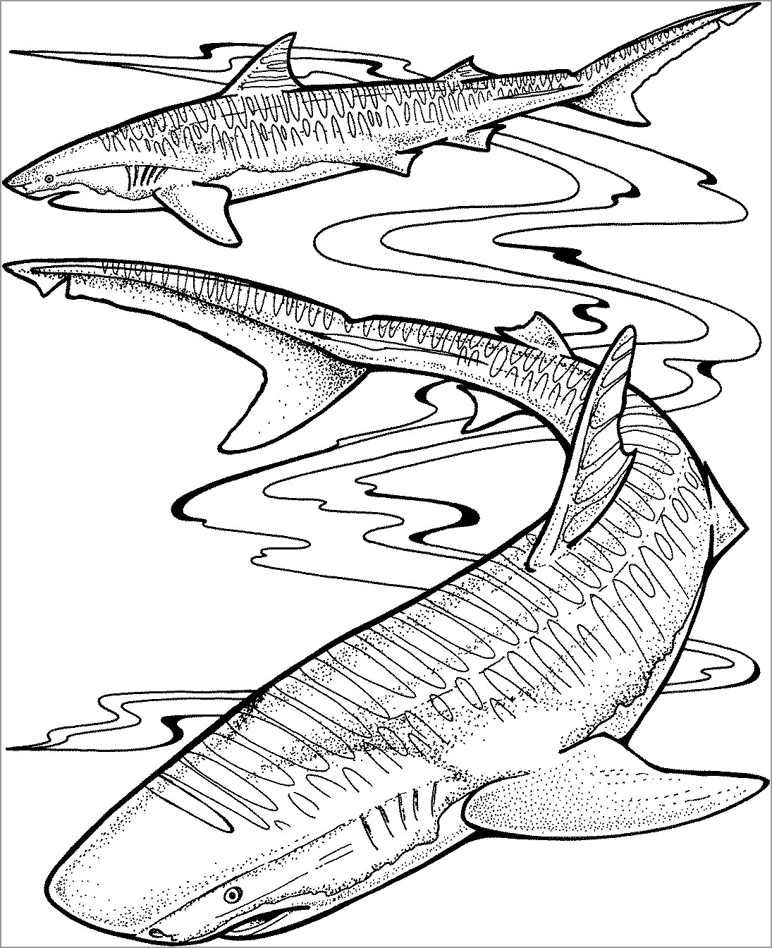 Shark Coloring Pages