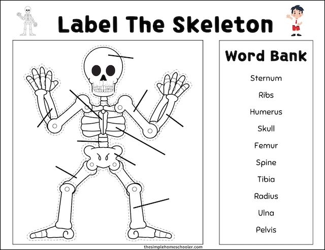 skeleton worksheet