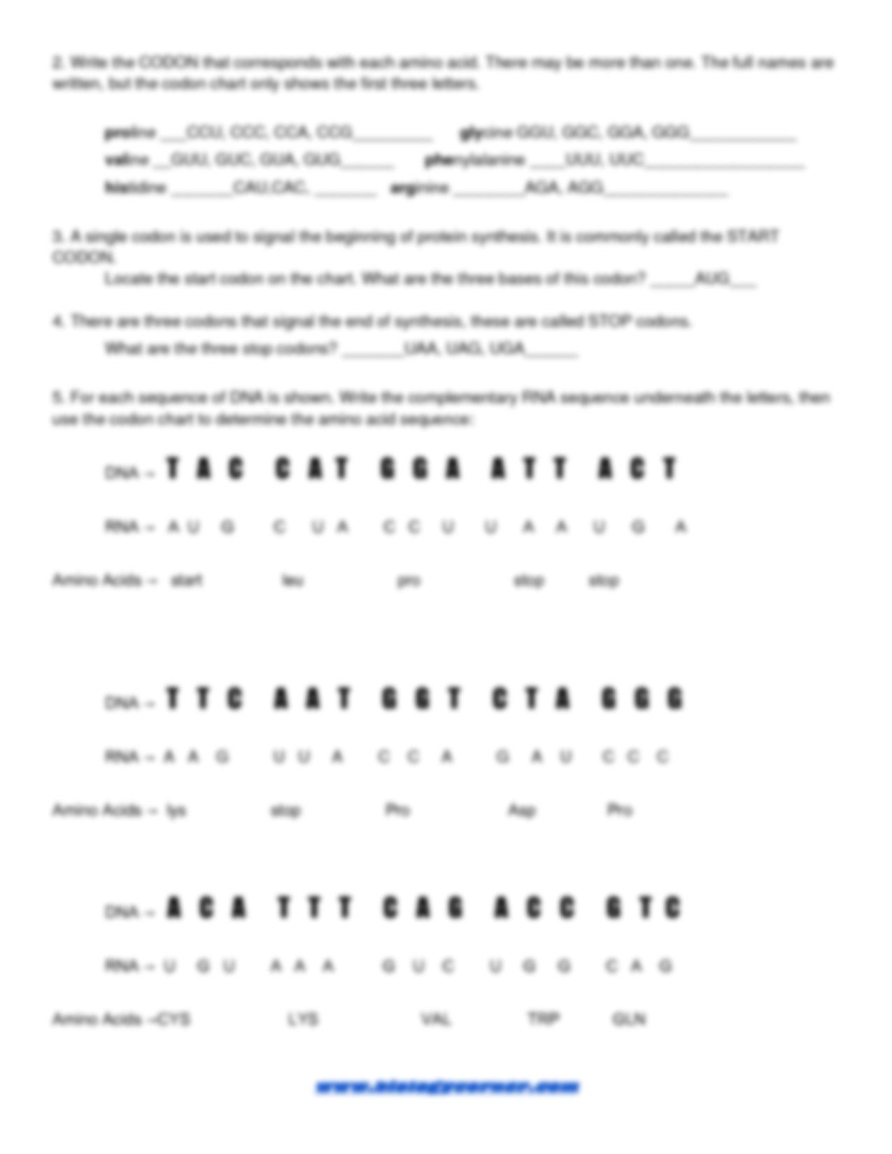 SOLUTION Copy Of Copy Of Protein Synthesis And Codons Practice 