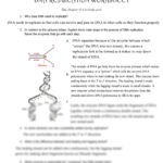 SOLUTION Kami Export Wynter Wilson Dna Replication Worksheet Gp13