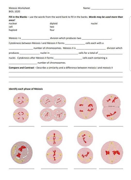 SOLUTION Meiosis And Reproduction Skill Check Worksheet Studypool 