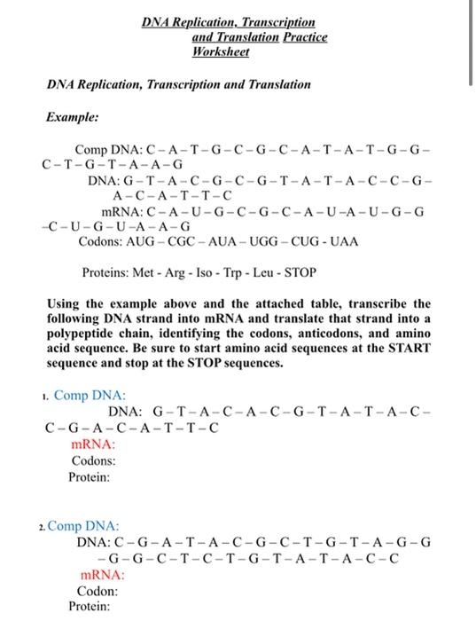 Solved Replication Transcription And Translation Practice Chegg 