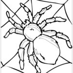 Spider Insects Coloring Pages