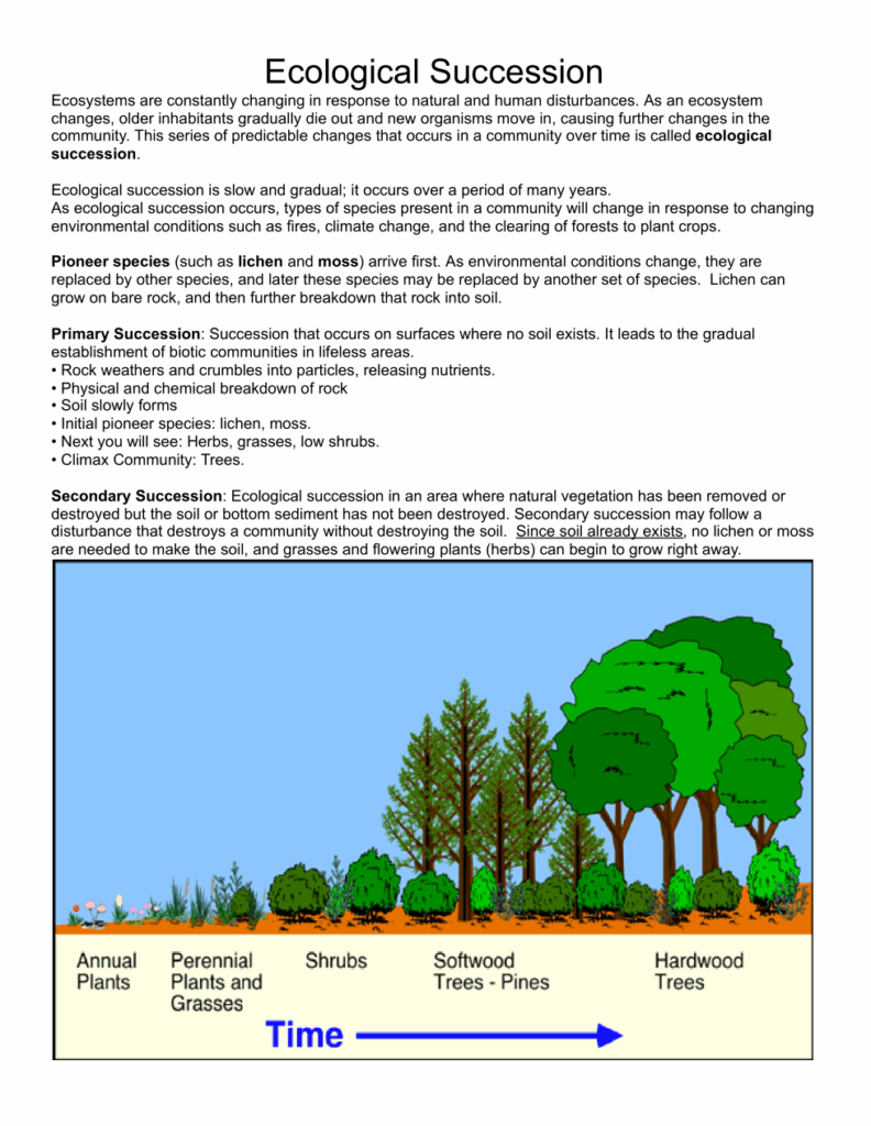 Succession Introduction Bio A Leigh Ann Olsen Library