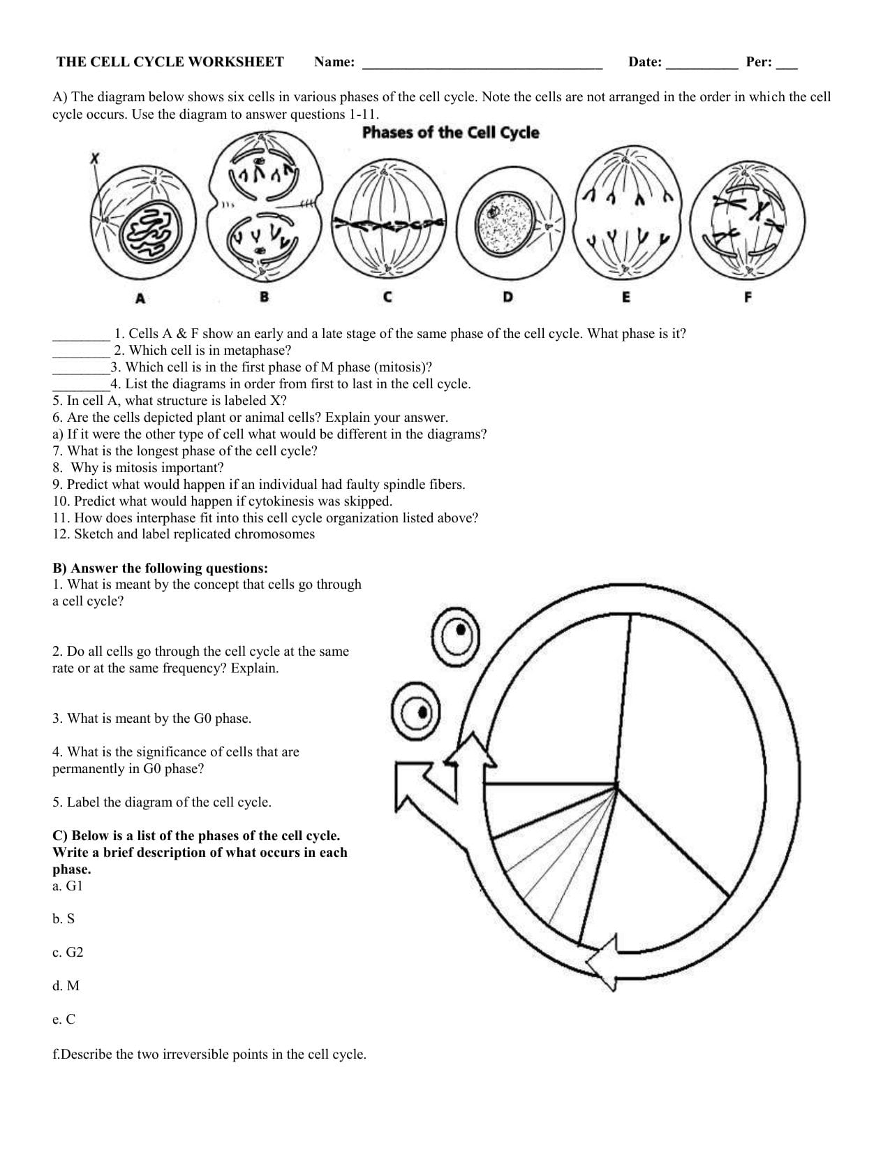 cell cycle and mitosis worksheet