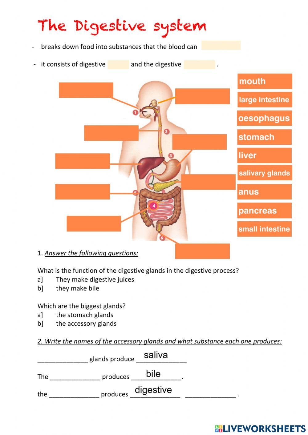 printable digestive system worksheet pdf