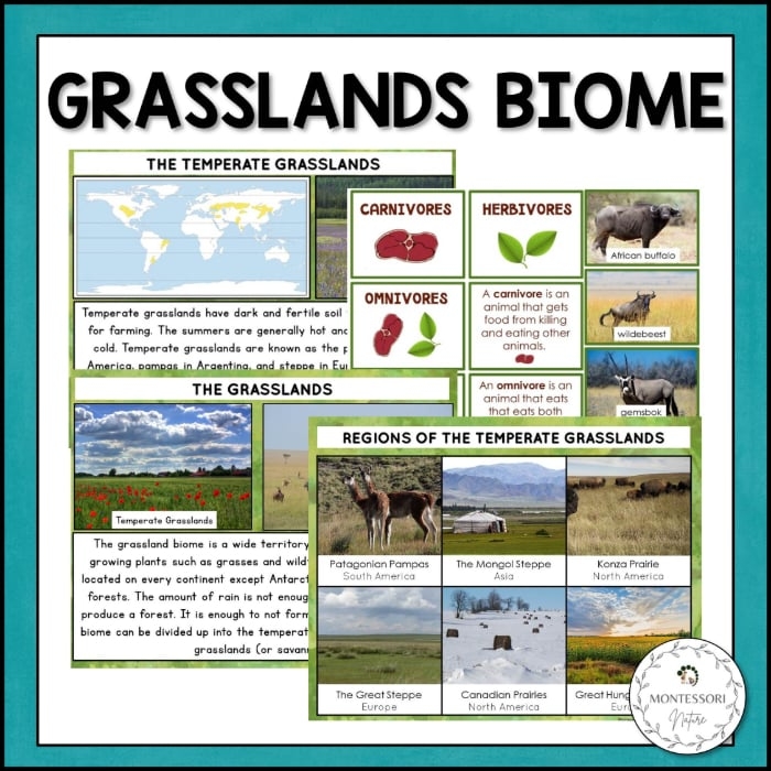 The Grassland Animals Plants Facts Biome Pack Montessori Nature