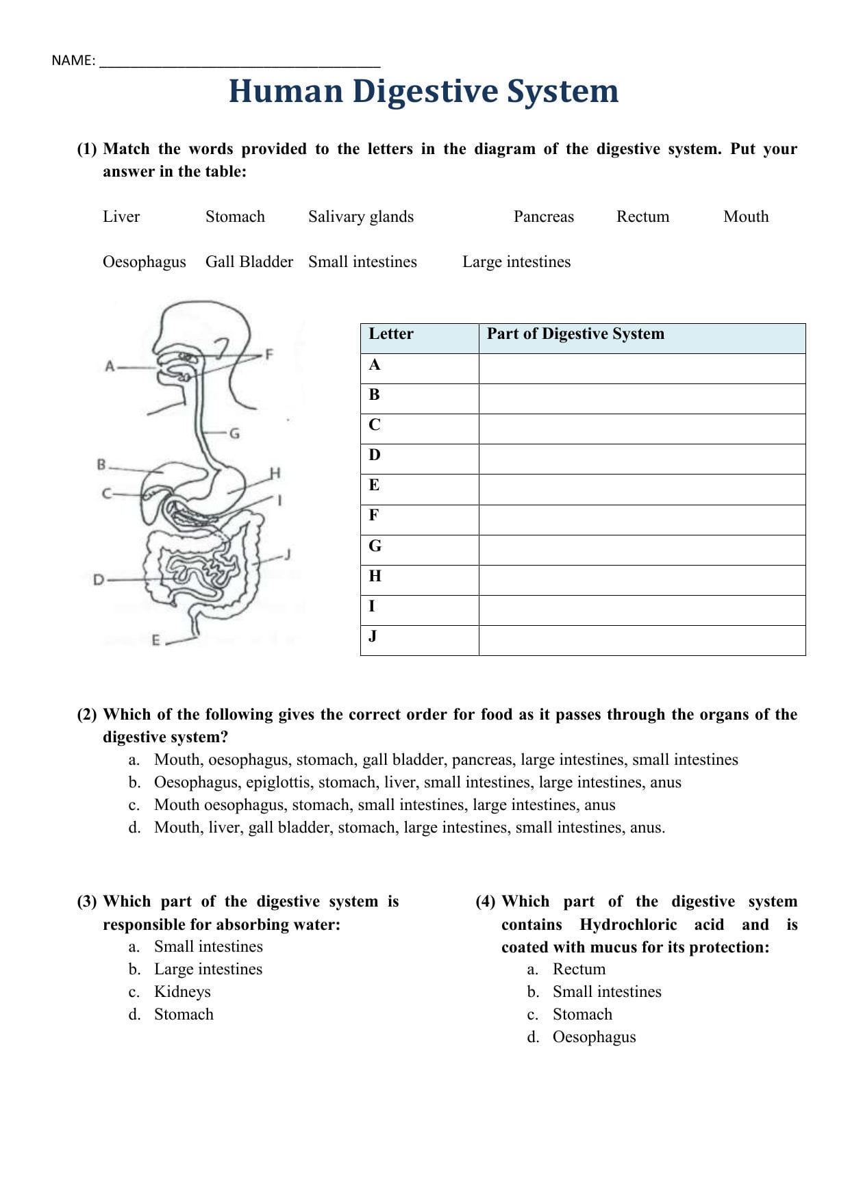 digestive tract worksheet
