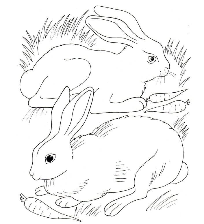 Two Rabbits Coloring Page Free Printable Coloring Pages For Kids