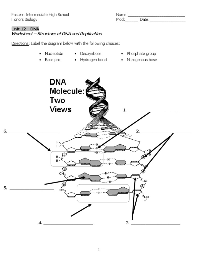 Unit 12 DNA Worksheet Structure Of DNA And Replication 