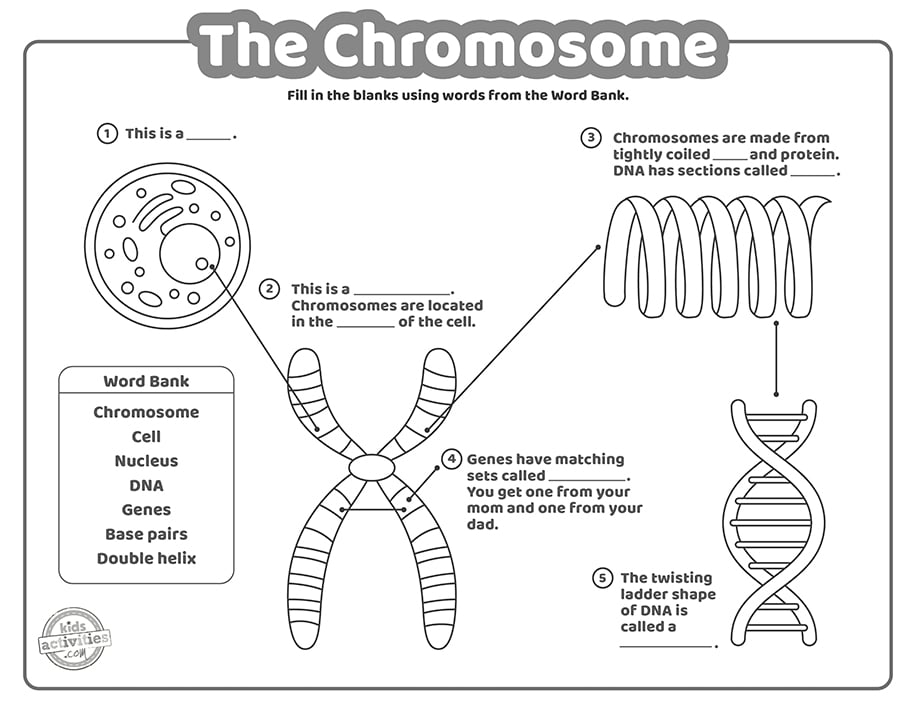 What Are Chromosomes Science Worksheets For Kids Kids 