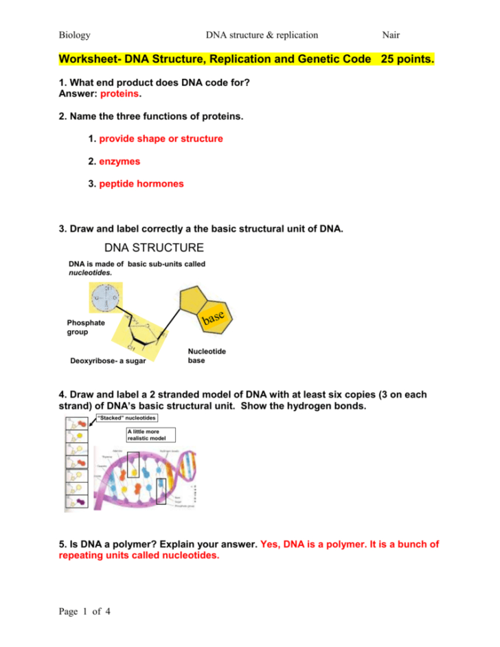 Worksheet Dna Structure Replication And Genetic Code Db excel
