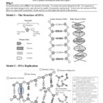 Worksheet Dna Structure Worksheet Worksheet Dna Structure Db excel