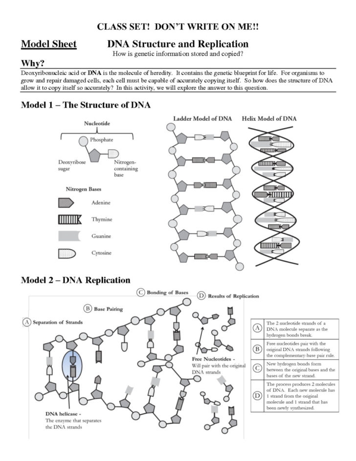 Worksheet Dna Structure Worksheet Worksheet Dna Structure Db excel