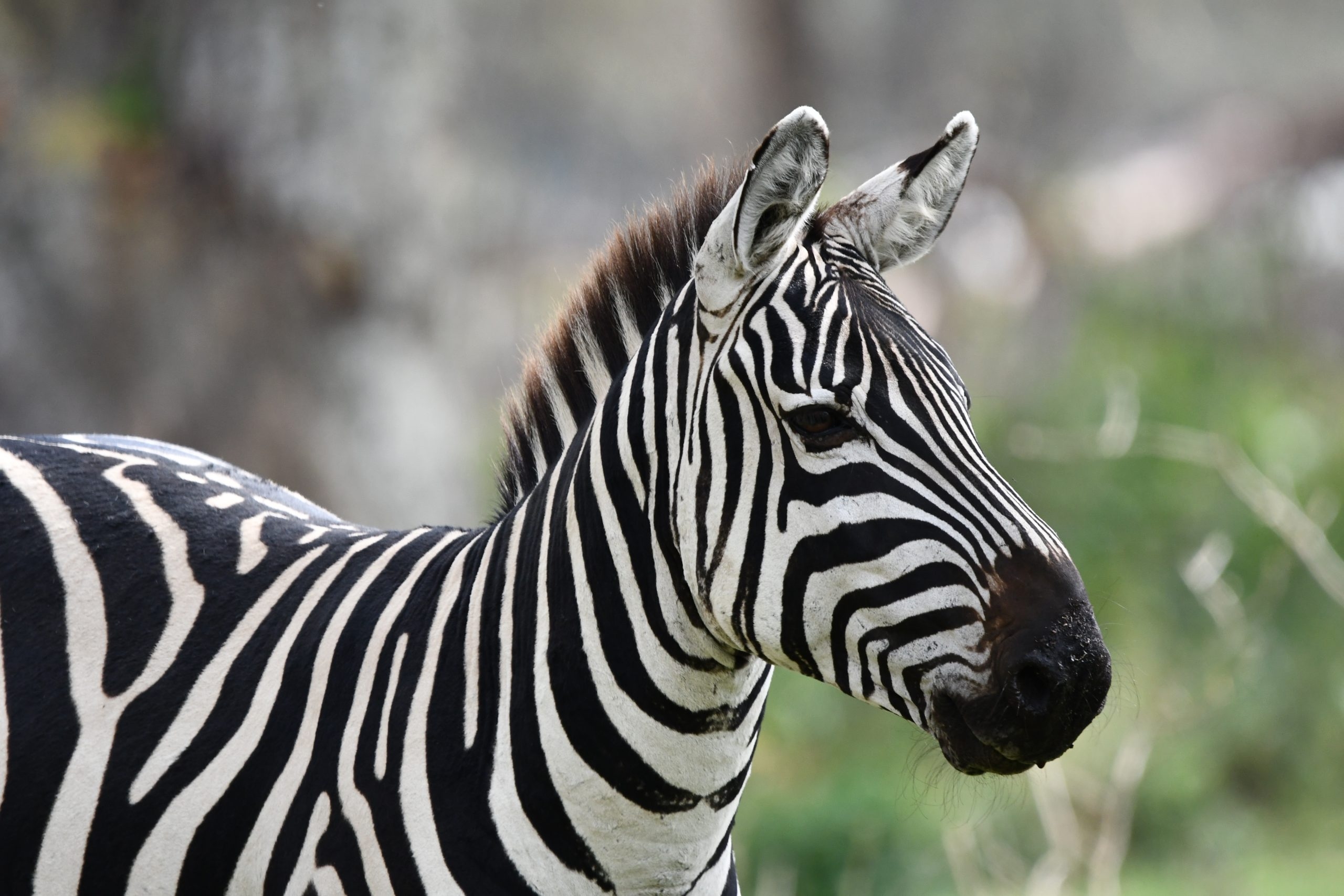 Zebra Mwangolo Sanga