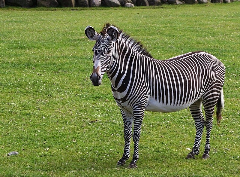 picture of zebra