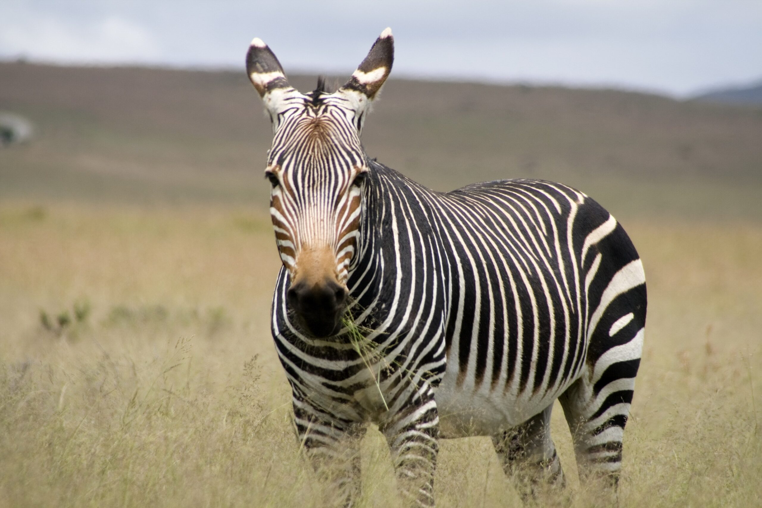 Zebra Wallpapers Images Photos Pictures Backgrounds