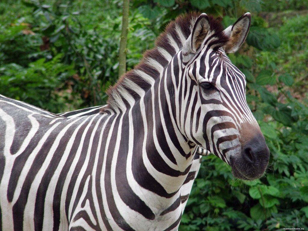 Zebra Wallpapers Images Photos Pictures Backgrounds