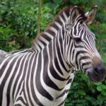 Zebra Wallpapers Images Photos Pictures Backgrounds