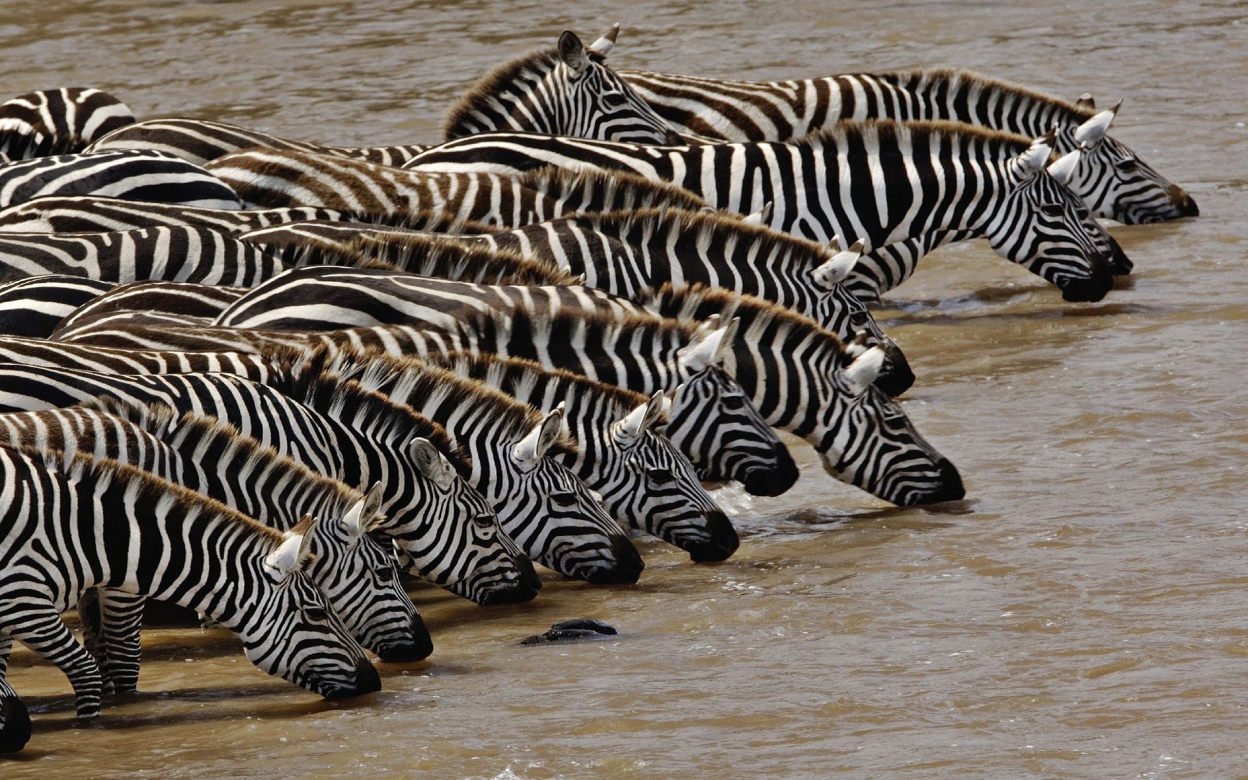 Zebra Wallpapers Images Photos Pictures Backgrounds