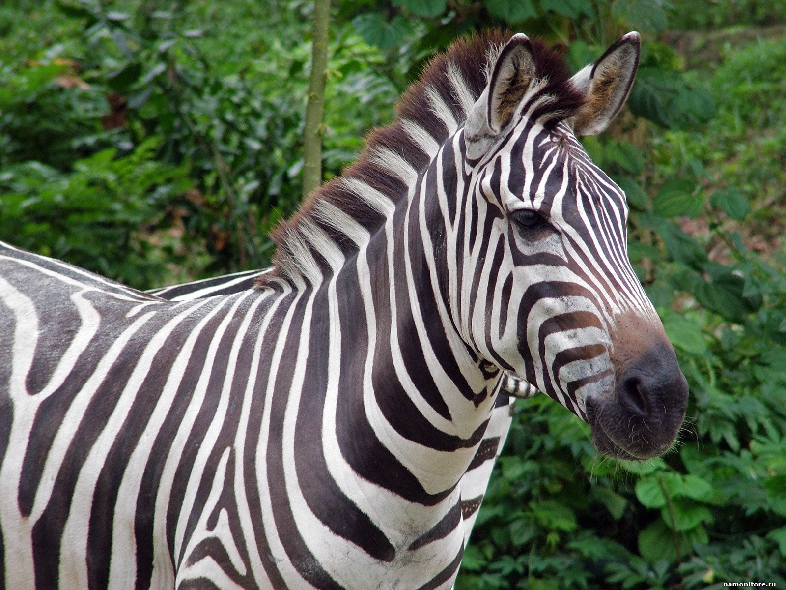 Zebra Wallpapers Images Photos Pictures Backgrounds