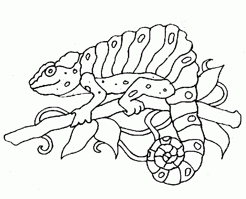 Zoo Animal Coloring Pages Printable Coloring Home